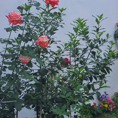 Carissa House شقة براشوف