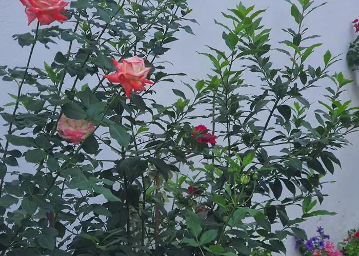 Carissa House شقة براشوف